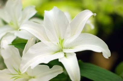 Pompes Funèbres VANNIER, Pompes Funèbres à Plouézec