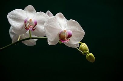 L'ECRIN Du SOUVENIR - Pompes Funèbres Marbrerie, Pompes Funèbres à Sermoise-sur-Loire