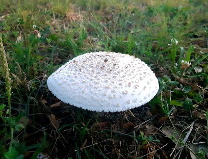 Cimetière de Saint-Jean-Lasseille, Cimetière à Saint-Jean-Lasseille