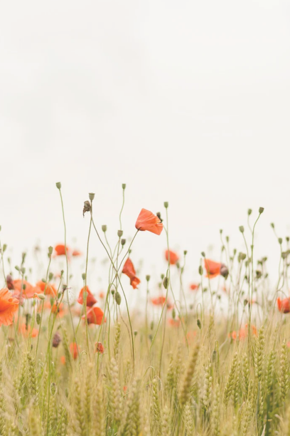Funeral Services Et Conseils Pompes Funèbres à Ars-Laquenexy
